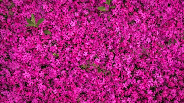 wiosenny wysyp featured